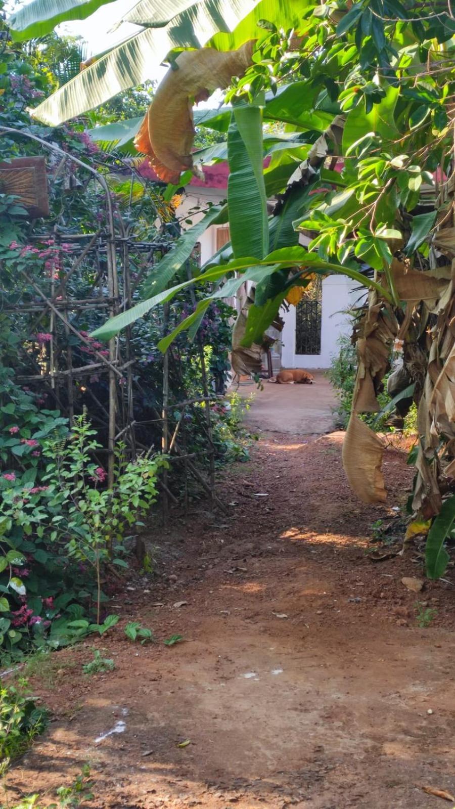 Hill View Guest House 안주나 외부 사진